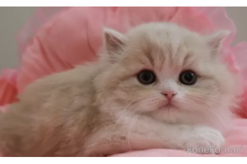 成約済の東京都のスコティッシュフォールド-115492の2枚目